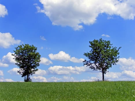 Tree Pair