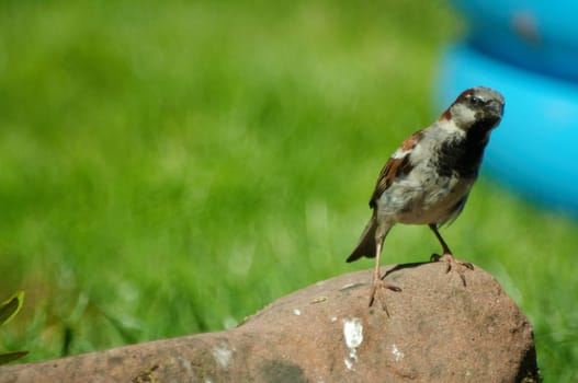 Sparrow at the edge of the pond