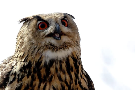 Eagle owl