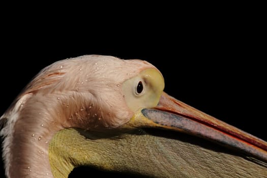 Pelican Portrait