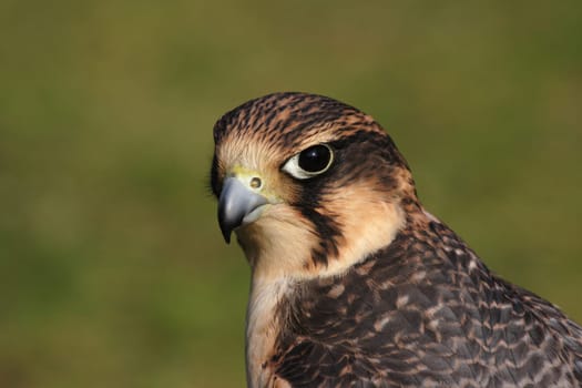 Peregrine falcon