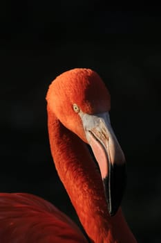 Flamingo Portrait