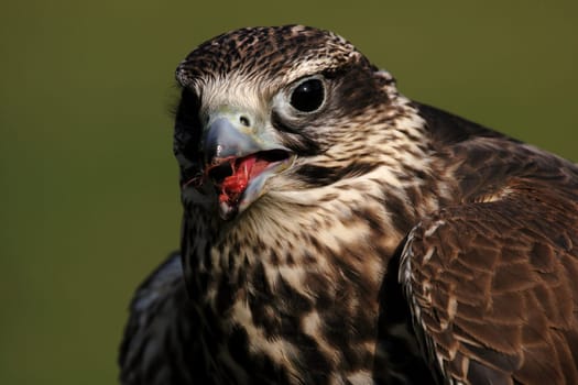 Falcon