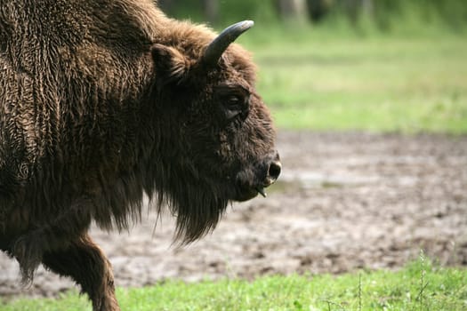 Wisent