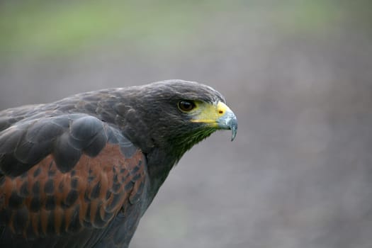 Desert Buzzard