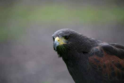 Desert Buzzard