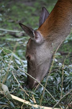 Deer Portrait