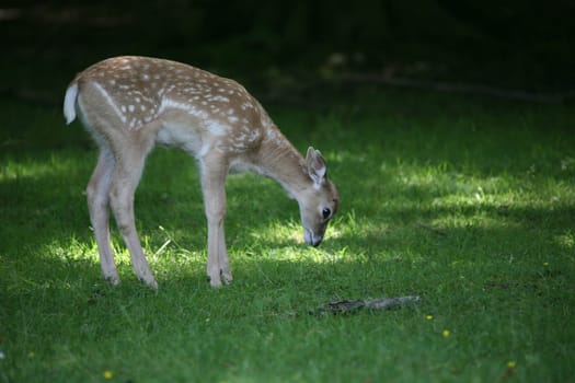 Sika fawn