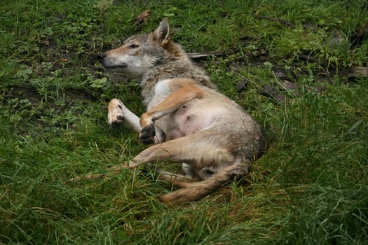 She-wolf