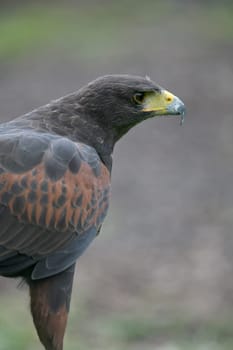 Parabuteo unicinctus