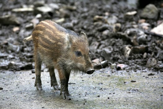 Young wild boars