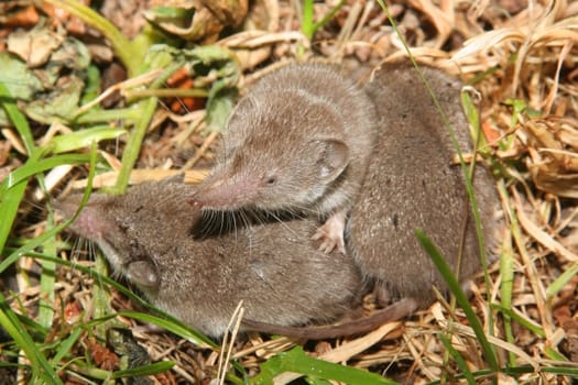 These three little young shrews had made themselves comfortable in my meadow. They were completely shy.