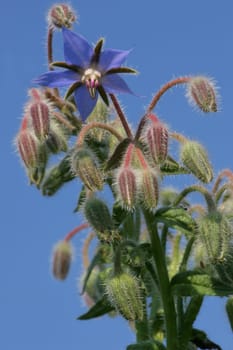 Today,people put the flowers in the salad to cheer themselves up and improve their mood. Many things can be made from the plant,which lightens the heart,dispels the worries and uplifts the spirit. The leaves of borage,in the wine to sic