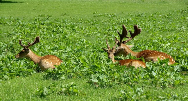 Fallow deer in a forest meadow