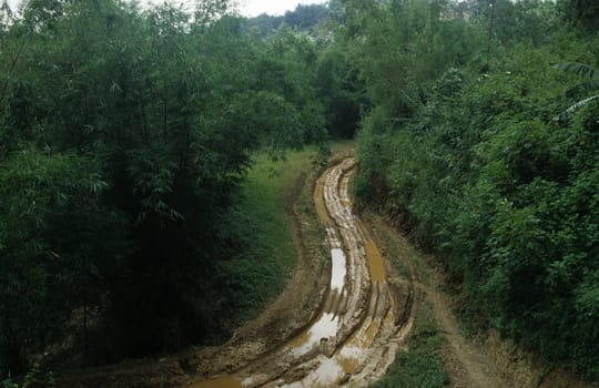 Jungle Trail