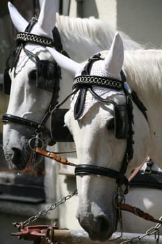 Carriage horses