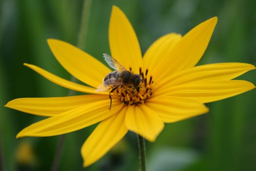 Girl's eye with bee