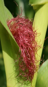 Corn blossom