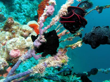 Barely recognizable,the black frogfish sits in the branches of the corals. Above his mouth he has a tiny,movable fishing rod. If a small fish gets too close,it sucks it in milliseconds. It can eat fish that are almost its own size.