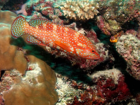 The beautiful jewels - grouper in the coral reef.