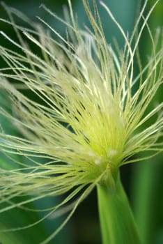 Corn blossom white