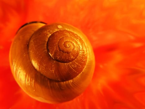 Snail-shell