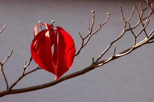 Autumn leaf