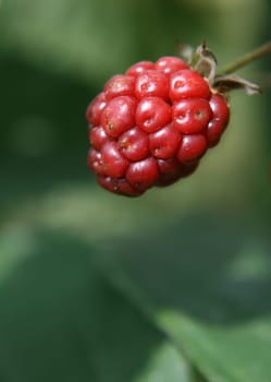 unripe blackberry