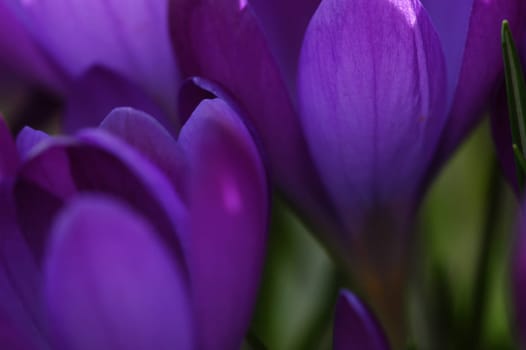 Crocus