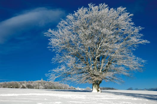 Winter Landscape 31