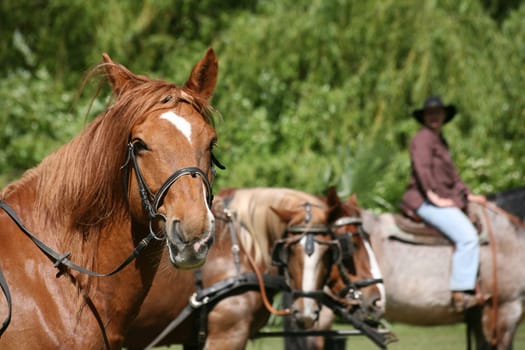 Carriage horses