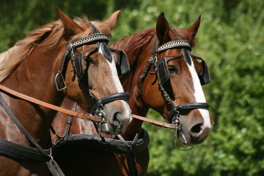 Carriage horses