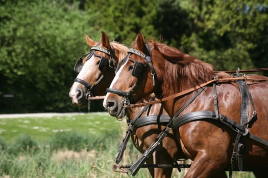 Carriage horses
