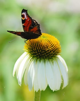 Even if there is an undesirable motive... I think it's enough to wish everyone a nice departure into the weekend.......!:-)