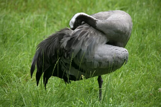 Common crane