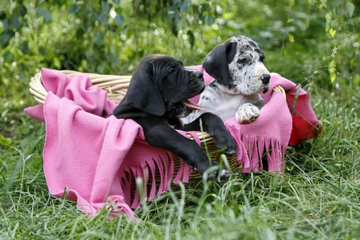 7-week-old puppies relaxing in their favorite basket....