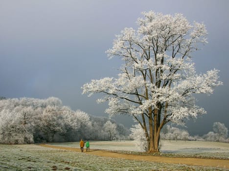 Winter walk