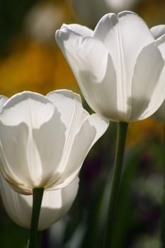 Tulips