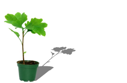 smalltree