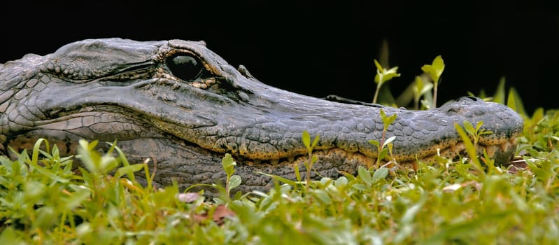I took the portrait of a wild alligator in the Everglades/ South Florida.