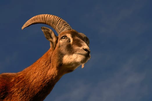 The mouflon is the smallest of the wild sheep,and is so closely related to our domestic sheep that they could easily be mated with each other. Like domestic sheep,mouflons are very sociable and diurnal. They live in large,mixed packs