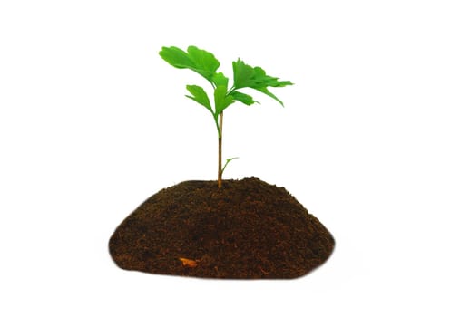 greenplant