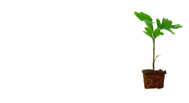 Sapling