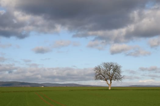 Tree series Pos.1B on 14.01.07
