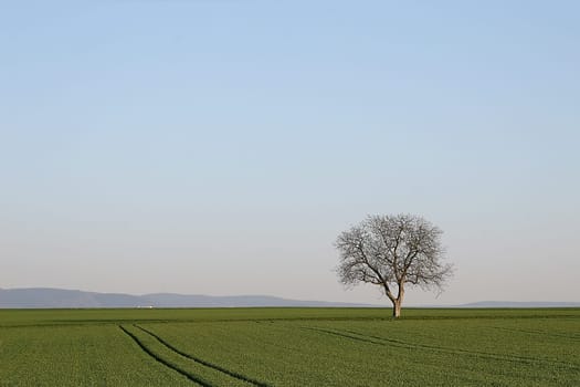 Tree series Pos.1B on 28.03.07