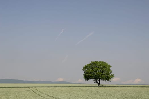 Tree series Pos.1B on 25.05.07
