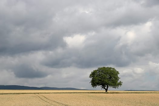 Tree series Pos.1B on 27.06.07