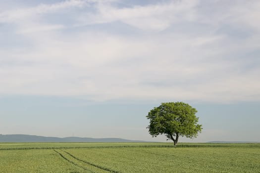 Tree series Pos.1B on 21.05.07