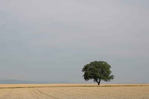 Tree series Pos.1B on 20.07.07
