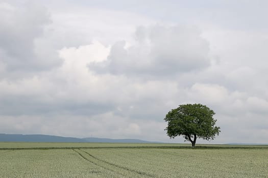 Tree series Pos.1B on 03.06.07
